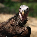 Аватар для vulture2015